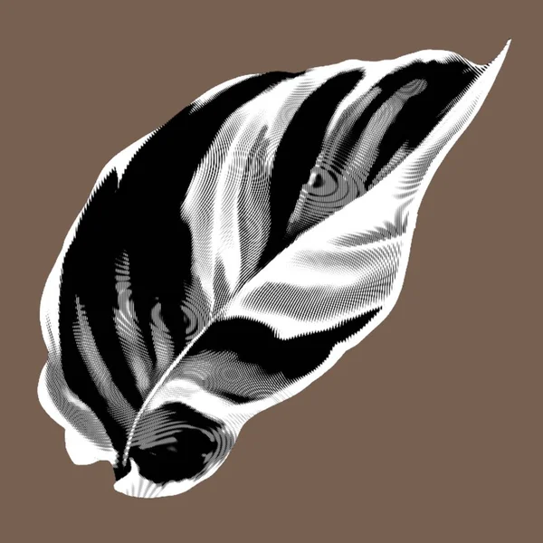 Kaladium Grafiskt Blad Tropiskt Isolerat Löv Högkvalitativ Illustration — Stockfoto
