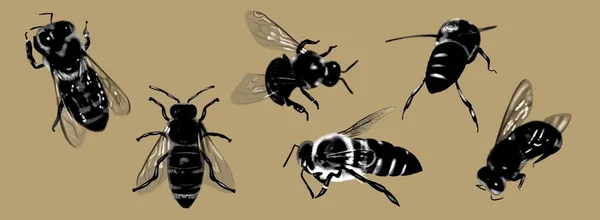 Realistische Reihe Von Honigbienen Nahaufnahme Von Gravierten Honigbienen Hochwertige Illustration — Stockfoto