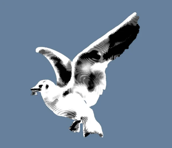 Incisione Gabbiano Marino Illustrazione Realistica Uccello Marino Illustrazione Alta Qualità — Foto Stock