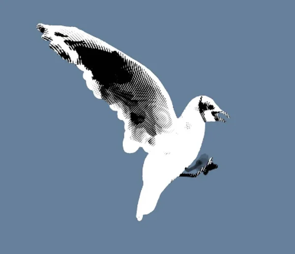 海鸥的雕刻 一只海鸟的逼真例证 高质量的例证 — 图库照片