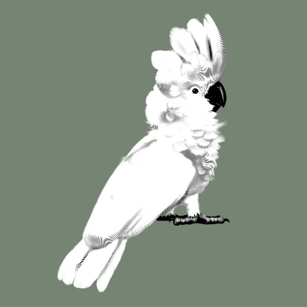白いコカトゥーピンク 軟体動物のグラフィックイラスト 現実的な鳥だ 高品質のイラスト — ストック写真