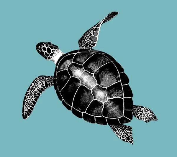 Gravyr Havssköldpadda Realistisk Illustration Sköldpadda Svart Och Vit Teckning Högkvalitativ — Stockfoto