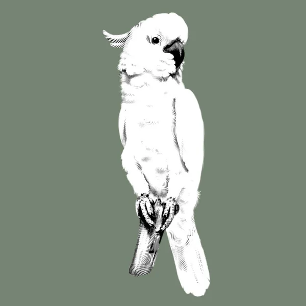 用硫磺做的鹦鹉 白色鹦鹉图解 现实的鸟 高质量的例证 — 图库照片