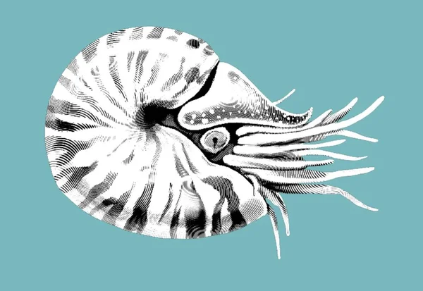 Grawerowane Przez Nautilusa Realistyczna Ilustracja Nautilusa Wysokiej Jakości Ilustracja — Zdjęcie stockowe