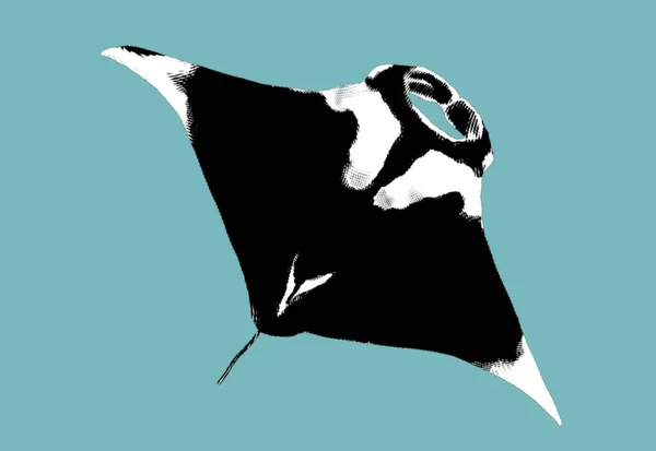 Şleme Mantası Bir Mantanın Grafiksel Çizimi Siyah Beyaz Manta Vatozları — Stok fotoğraf
