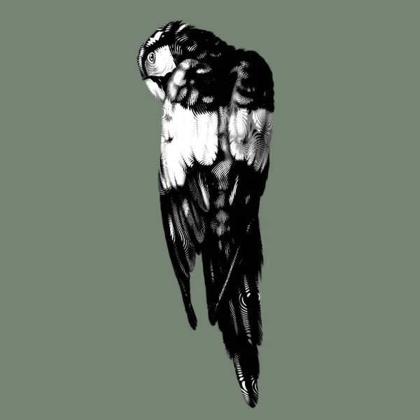 Ara Scarlatta Illustrazione Grafica Ara Rossa Gialla Blu Uccello Realistico — Foto Stock