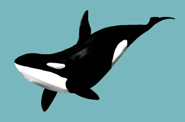 欧卡雕刻品 一个现实的欧卡图解 Graphisian鲸鱼 高质量的例证 — 图库照片