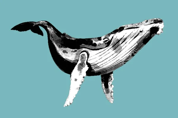 座头鲸的雕刻 一个驼背鲸的逼真例子 高质量的例证 — 图库照片