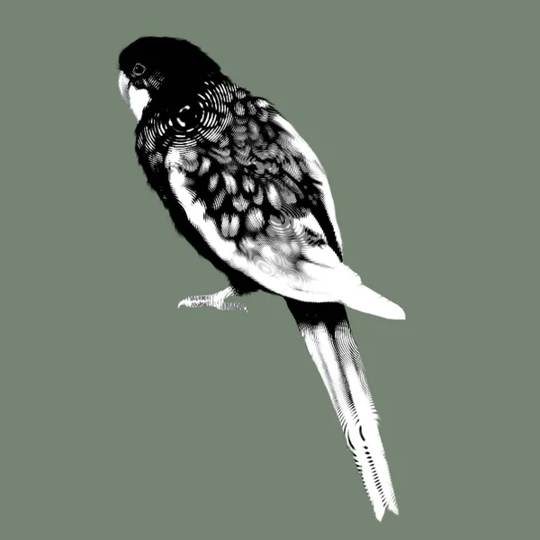 Uccello Grafico Rosella Pappagallo Rosso Pappagallo Rosso Giallo Illustrazione Realistica — Foto Stock