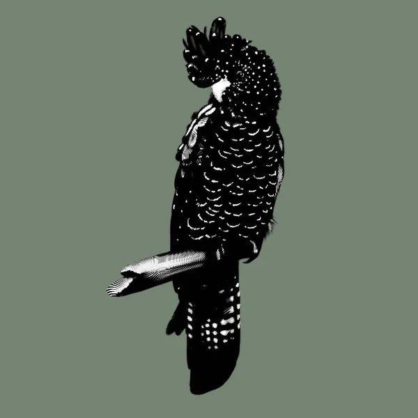 Kırmızı Kuyruklu Siyah Papağan Dişi Papağan Grafik Çizimi Gerçekçi Kuş — Stok fotoğraf