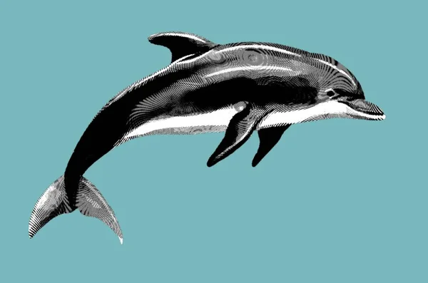 Delfingravírozás Reális Delfin Illusztráció Fekete Fehér Grafika Kiváló Minőségű Illusztráció — Stock Fotó