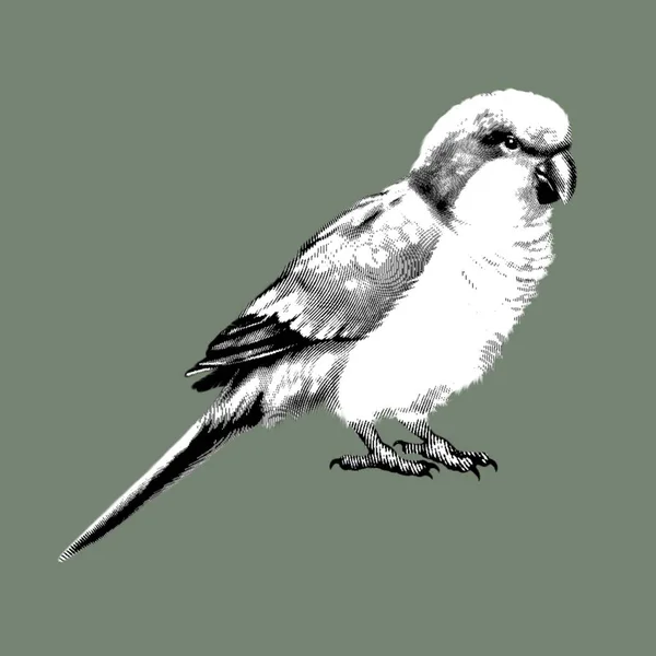 Графічний Папуга Зелений Коханець Червоною Головою Графічна Ілюстрація Птаха Реалістичний — стокове фото