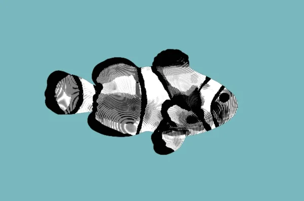Rytina Klaunů Grafické Znázornění Mořské Ryby Útesová Ryba Vysoce Kvalitní — Stock fotografie