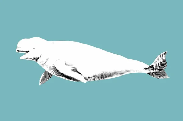 Beluga Gravyr Grafisk Illustration Vit Beluga Realistiskt Marint Djur Högkvalitativ — Stockfoto