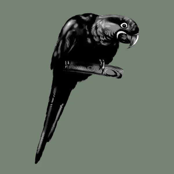 Ara Del Giacinto Illustrazione Grafica Dell Ara Blu Uccello Realistico — Foto Stock