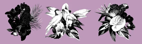graphic engraving set of tropical bouquets. Cockatoo. Realistic ink illustration ara birds. High quality illustration