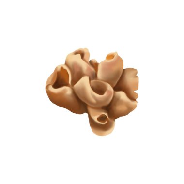 Ağaçlarda yetişen suluboya mantarlar. Bir grup mantarın gerçekçi çizimi. Yüksek kaliteli illüstrasyon