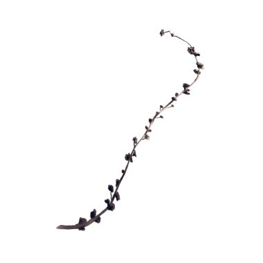 Watercolor realistic dried flowers. dried flower branch. wild flowers. Wildflowers. High quality illustration