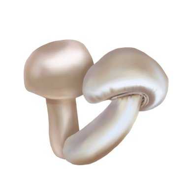 Suluboya şampiyonu. Mantarın gerçekçi çizimi. Yüksek kaliteli illüstrasyon