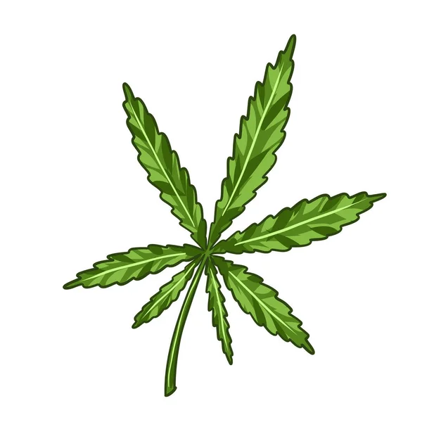 Konopné Šišky Marihuanová Pobočka Vektorová Ilustrace Lékařské Trávy Vektorová Ilustrace — Stockový vektor