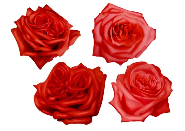 Acuarela Rosas Rojas Delicadas Rosas Realistas Conjunto Ilustraciones Ilustración Alta — Foto de Stock