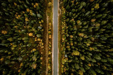 Aerial view of road through fall woods with colorful trees in Finland