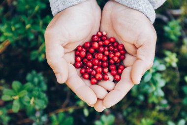 Lingonberry. Hands holding fresh red lingonberries on green woods background.