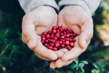 Lingonberry. Hands holding fresh red lingonberries on green woods background.