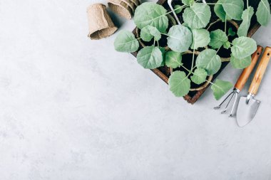 Lahana fideleri. Savoy lahana tohumları, üst manzara, kopyalama alanı. Bahçe konsepti