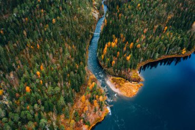 Aerial view of fast blue river flow through fall colorful trees in woods forest. Beautiful autumn landscape in FInland. Finland National park