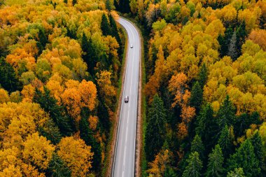 Sonbahar ormanı boyunca renkli yapraklarla arabalı havadan yol manzarası.