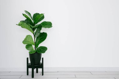 Ficus Lyrata, büyük yeşil yapraklı, siyah tencereye yerleştirilmiş, beyaz arka planda, fotokopi alanı ile modern iç mekan. Evde bahçe işleri..