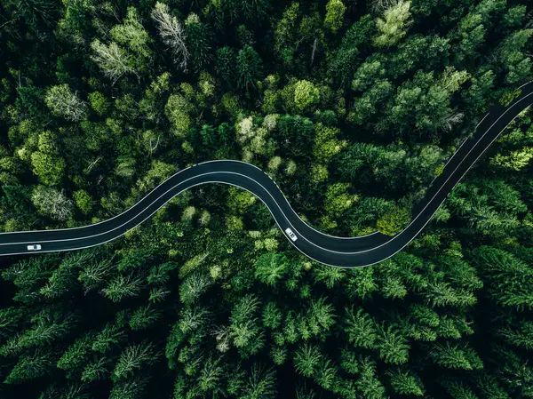 緑の夏の森を通過する車との曲線道路の空中ビュー ロイヤリティフリーのストック写真