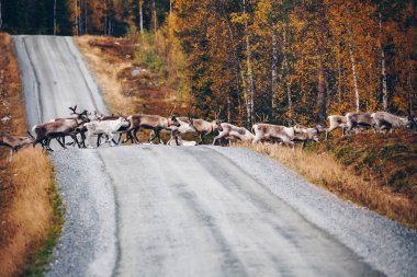 Ren geyiği. Sonbahar sezonunda yolda koşan ren geyiği sürüsü Finlandiya ve Laponya.