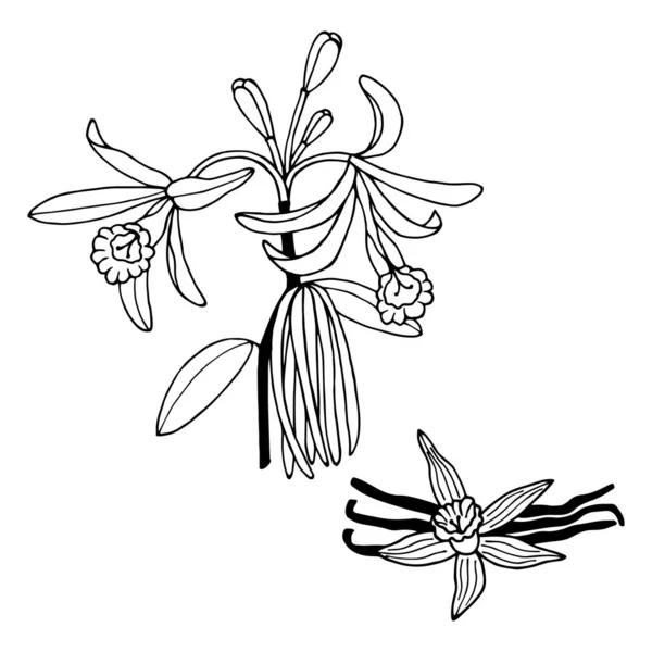 Fleurs Vanille Illustration Vectorielle Eps10 Décrivez Isolez Sur Fond Blanc — Image vectorielle
