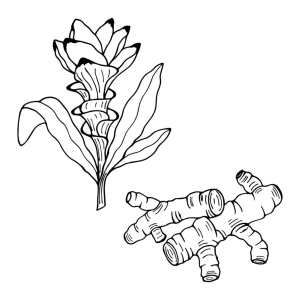 ウコンの花根 ベクターストックイラストEps10 アウトライン 白の背景に隔離 手描き — ストックベクタ