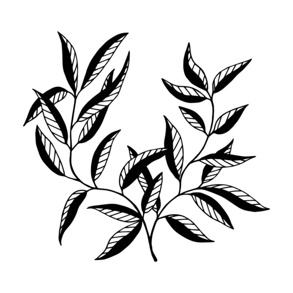 Dekorativer Zweig Mit Blättern Vektoraktienillustration Eps10 Umriss Isoliert Auf Weißem — Stockvektor