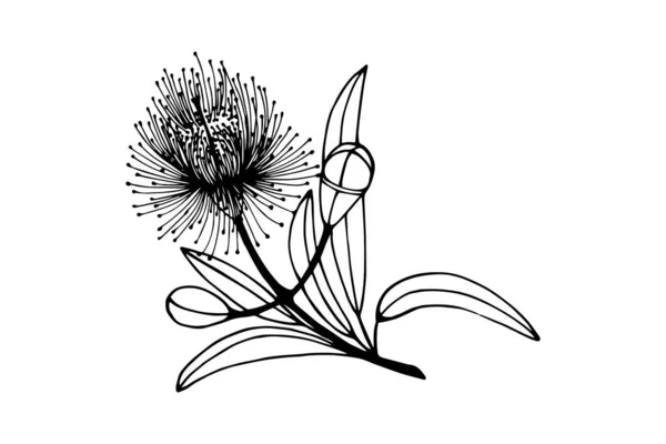Flor Eucalipto Estoque Vetorial Ilustração Eps10 Esboço Isolar Fundo Branco —  Vetores de Stock