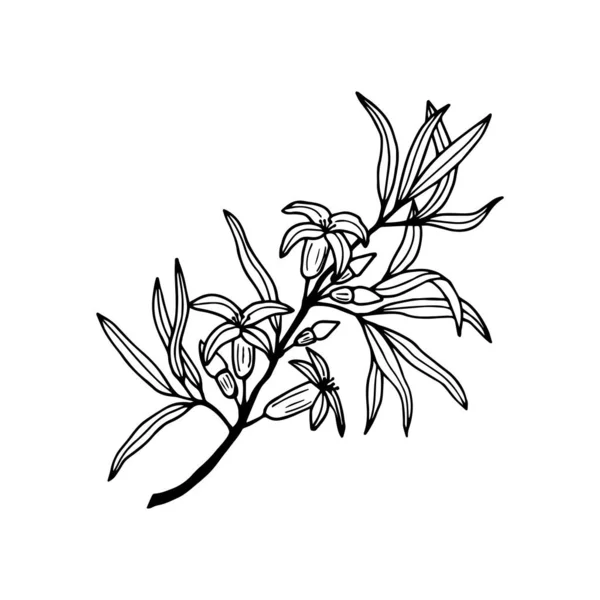 Branche Avec Des Fleurs Argousier Illustration Vectorielle Eps10 Décrivez Isolez — Image vectorielle