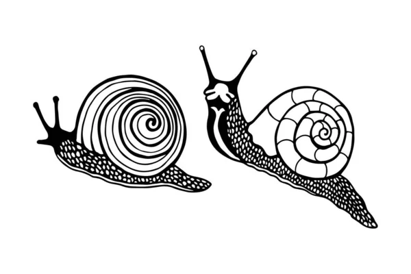 Des Escargots Illustration Vectorielle Eps10 Décrivez Isolez Sur Fond Blanc — Image vectorielle