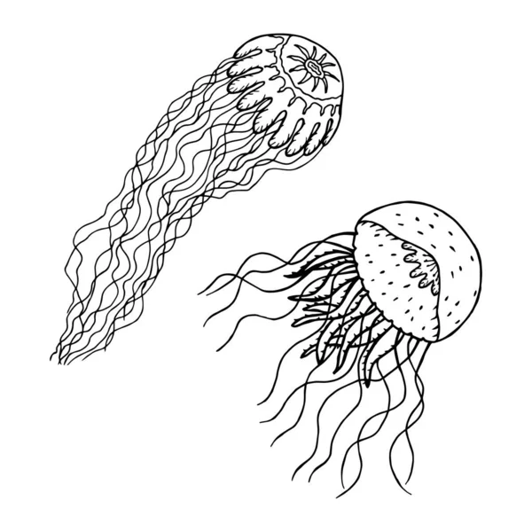 Medusa Cyaneus Pelagia Vector Stock Illustratie Eps10 Isoleer Witte Achtergrond — Stockvector