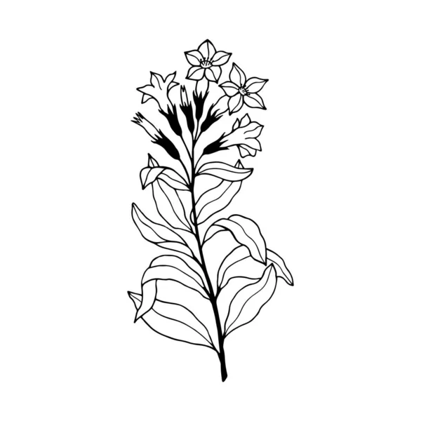 Καπνός Λουλούδια Εικονογράφηση Διανυσμάτων Στοκ Eps10 Απομονωθείτε Λευκό Φόντο Περίγραμμα — Διανυσματικό Αρχείο