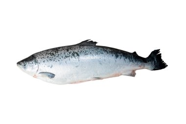 Somon, bağırsakları olmayan taze balıktır. Beyaz arkaplanda izole et.