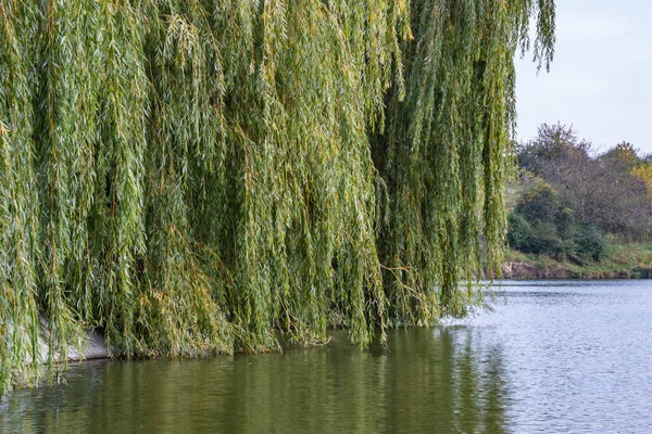 stock image Big willow tree. Texture lake, nature. Cloudy day, waves.