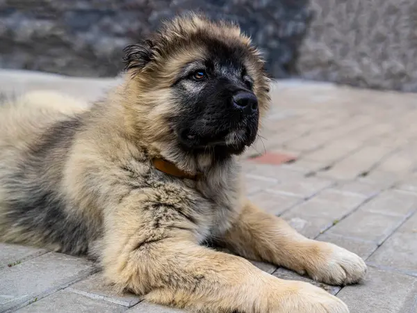 Owczarek Kaukaski Szczeniak Zamazane Tło Słodki Pies — Zdjęcie stockowe
