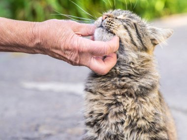 Yaşlı bir kadın bir tekir kediyle oynar..