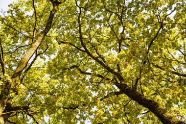 Eylül 'deki sonbahar parkında yeşil ağaçlar