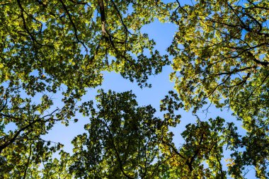 Sonbahar yaprakları mavi gökyüzüne karşı