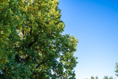 Ormanda yeşil ağaçlar