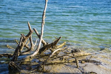 Gölün kıyısındaki ölü ağaç kökleri